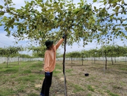 Lâm Đồng phân loại 103 xã xây dựng nông thôn mới giai đoạn 2026 - 2030