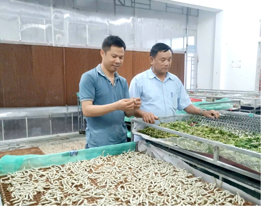 HÀ TĨNH:  Làm giàu từ mô hình nuôi tằm “ngủ điều hòa”