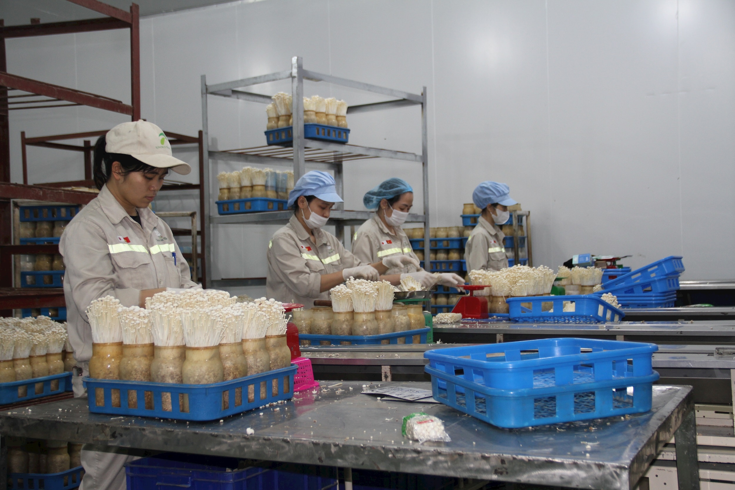 Hương Sơn thúc đẩy OCOP từ lợi thế địa phương đến chuỗi giá trị bền vững