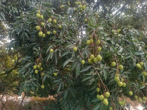 xa tien tien vai lai chin som giam san luong nguoi dan ky vong duoc gia