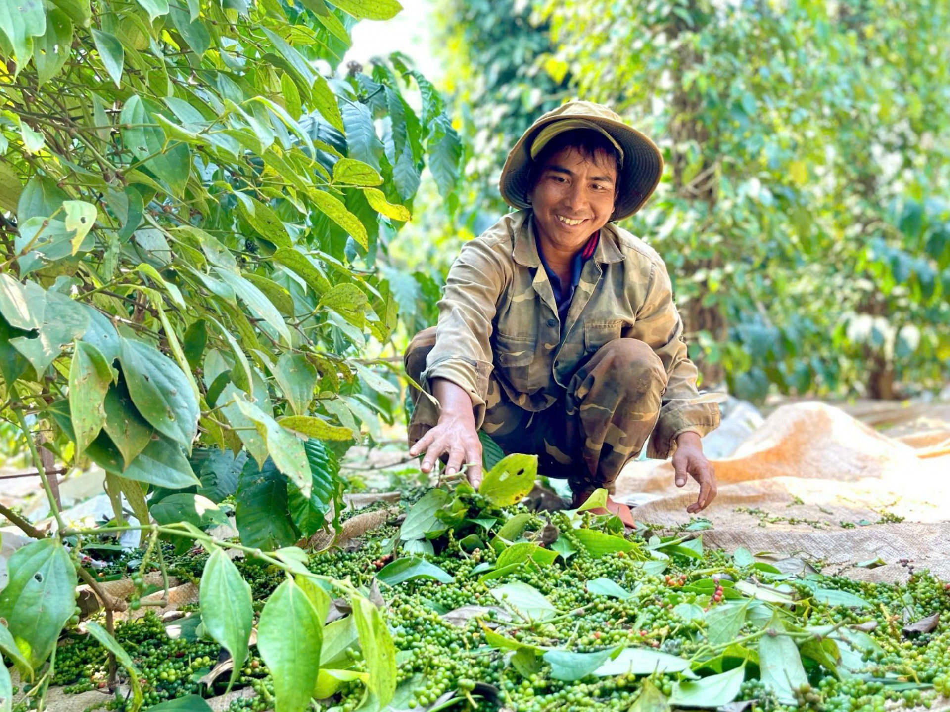 Từ “thủ phủ” hồ tiêu đến OCOP 5 sao Từ “thủ phủ” hồ tiêu đến OCOP 5 sao