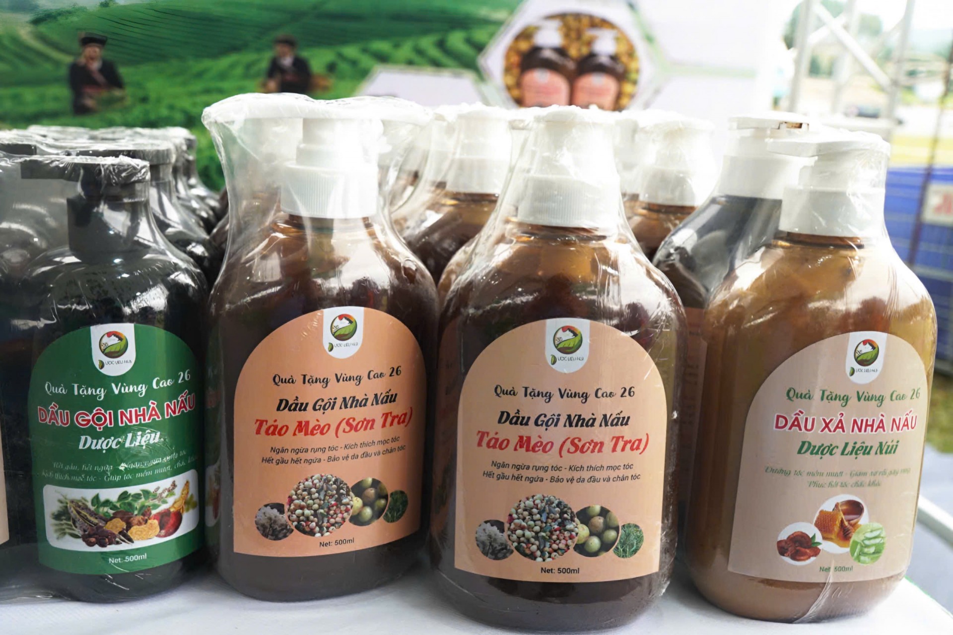 Mùi hương núi rừng và giấc mơ OCOP của người làm dược liệu Mường La Mùi hương núi rừng và giấc mơ OCOP của người làm dược liệu Mường La