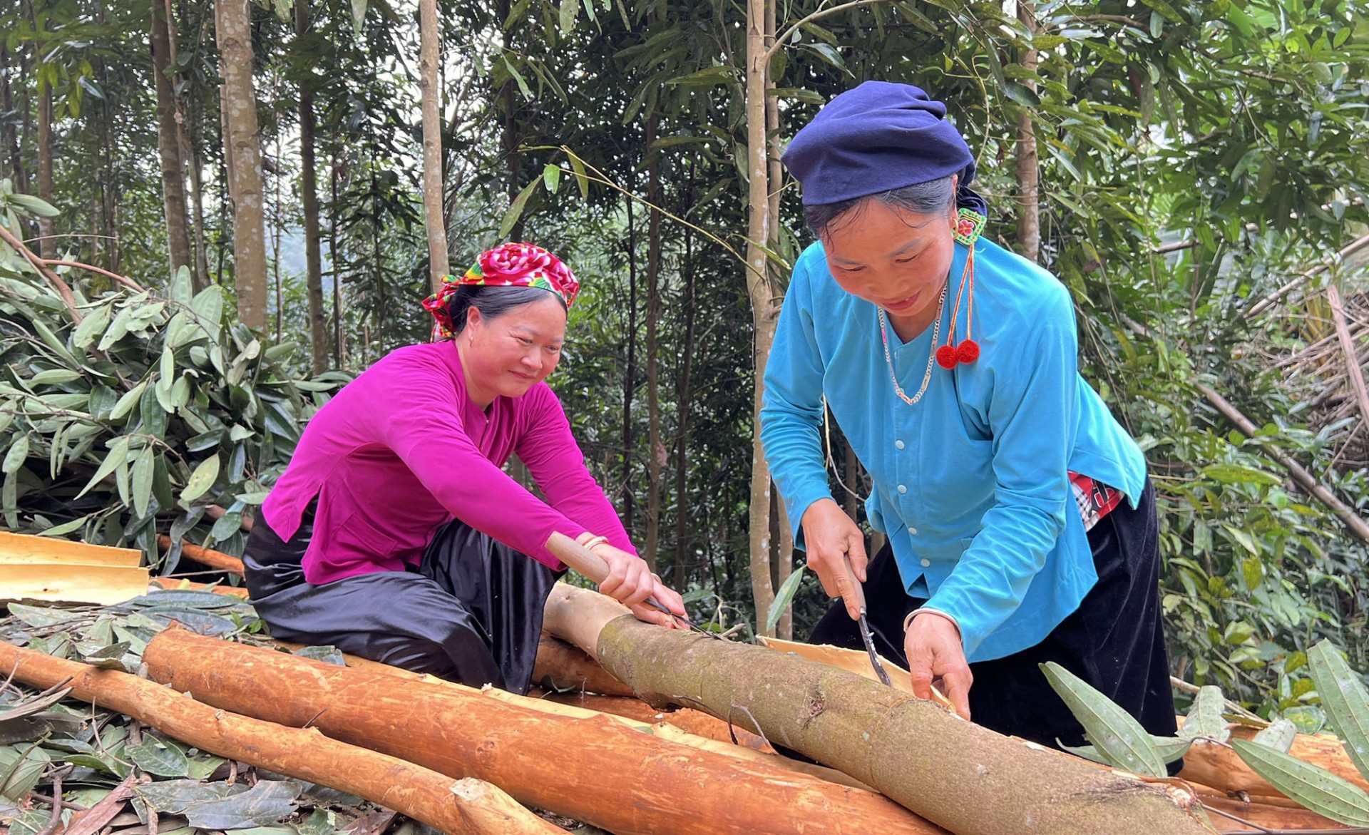 Cây quế tạo sinh kế cho nông dân Nghĩa Đô Cây quế tạo sinh kế cho nông dân Nghĩa Đô