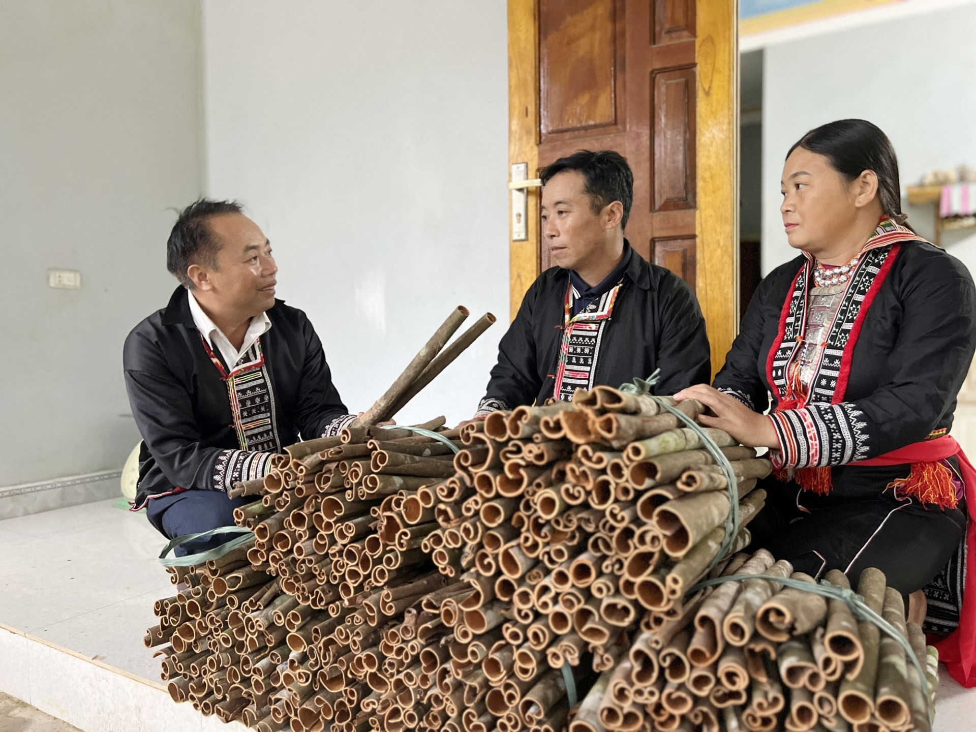 Cây quế tạo sinh kế cho nông dân Nghĩa Đô Cây quế tạo sinh kế cho nông dân Nghĩa Đô