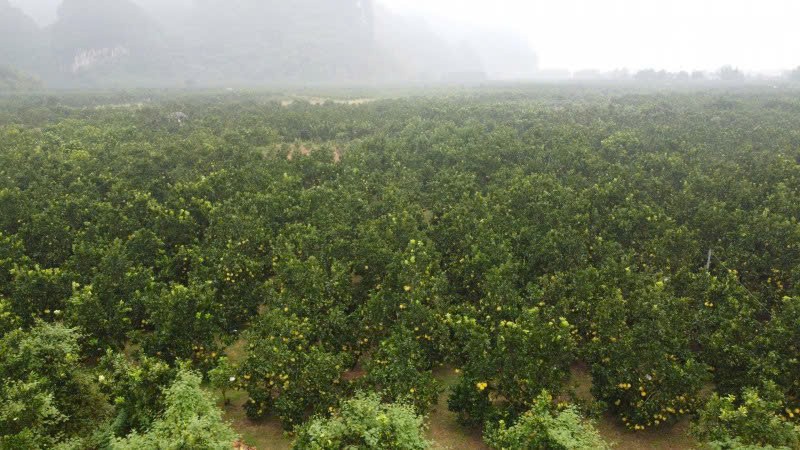 Phú Thọ: Phú Thọ: