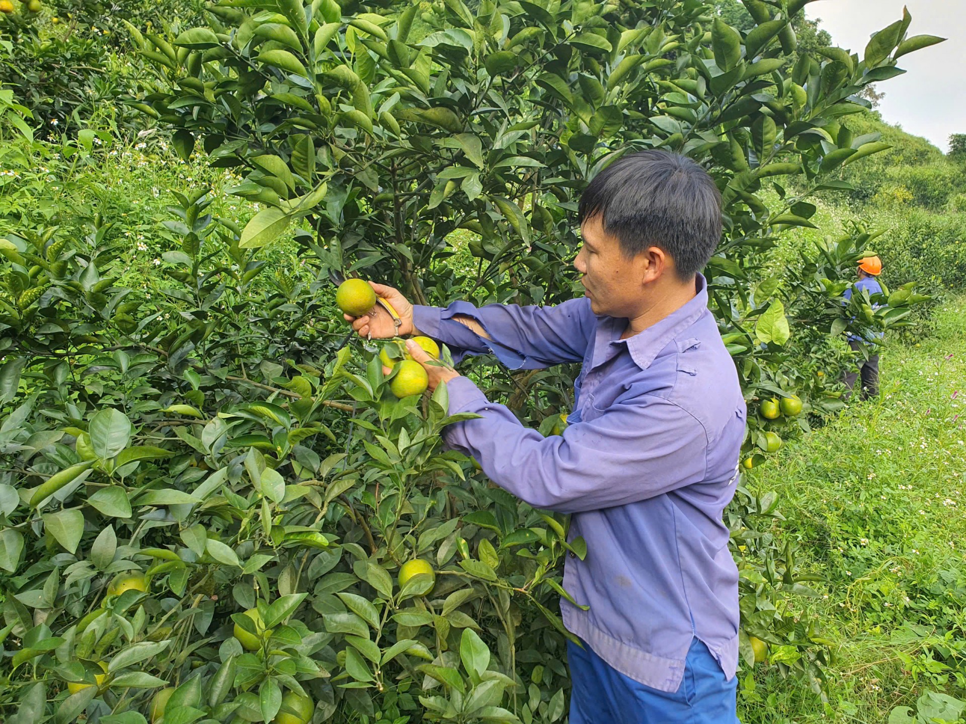 Phú Thọ: Phú Thọ:
