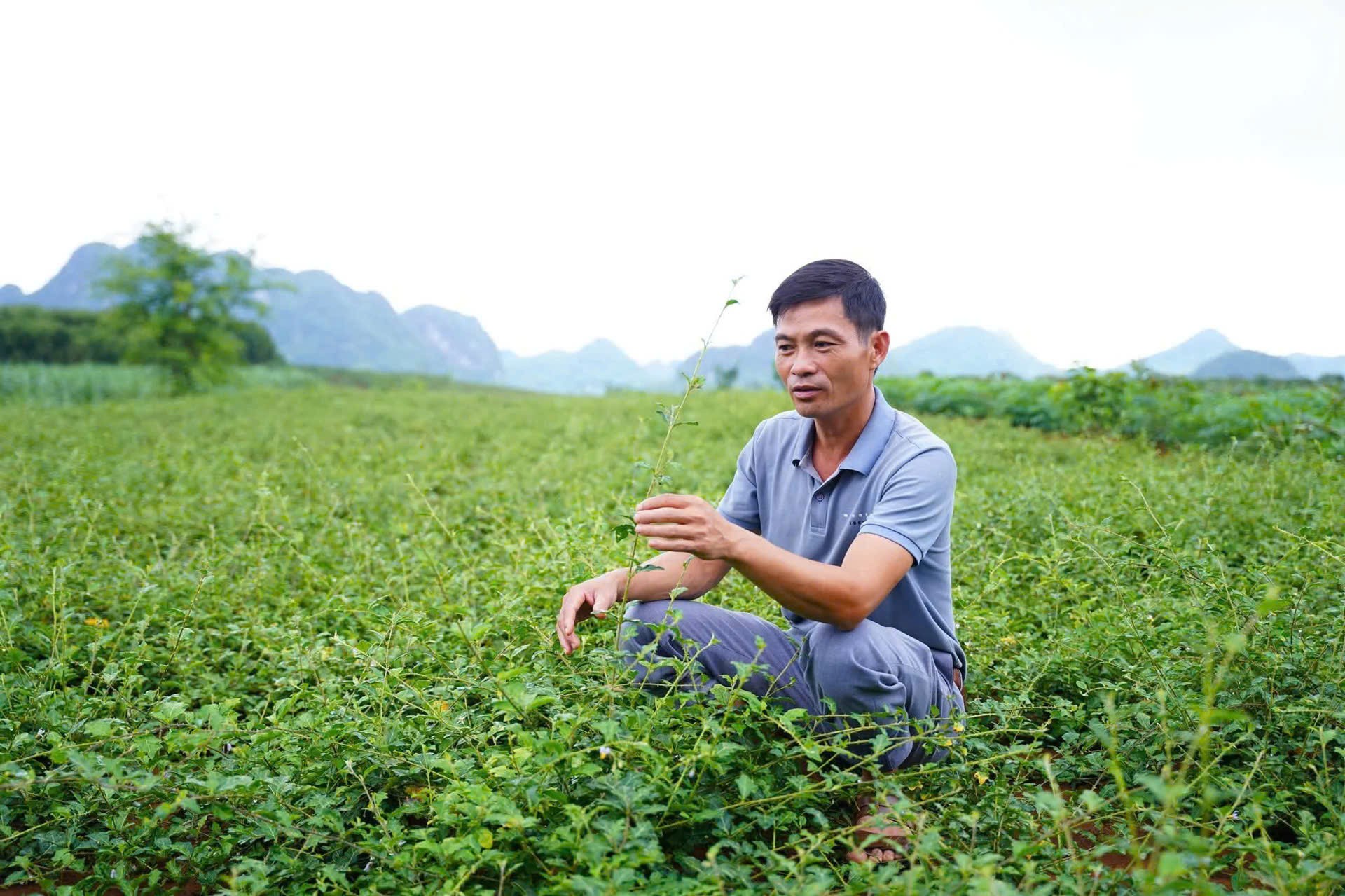 Phú Thọ: Khi hợp tác xã “lên đời” nhờ số hoá Phú Thọ: Khi hợp tác xã “lên đời” nhờ số hoá