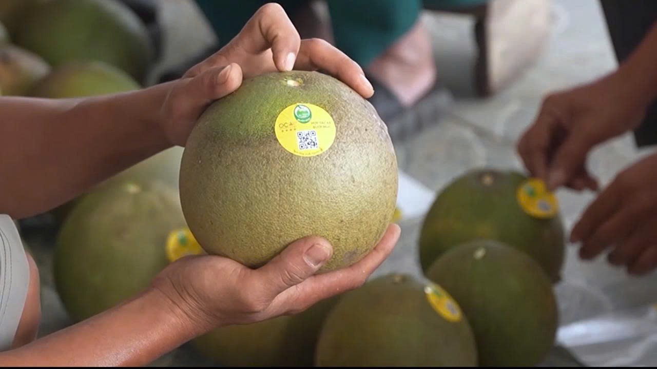 Bưởi Múc Lào Cai chuẩn hóa quy trình, nâng tầm OCOP Bưởi Múc Lào Cai chuẩn hóa quy trình, nâng tầm OCOP