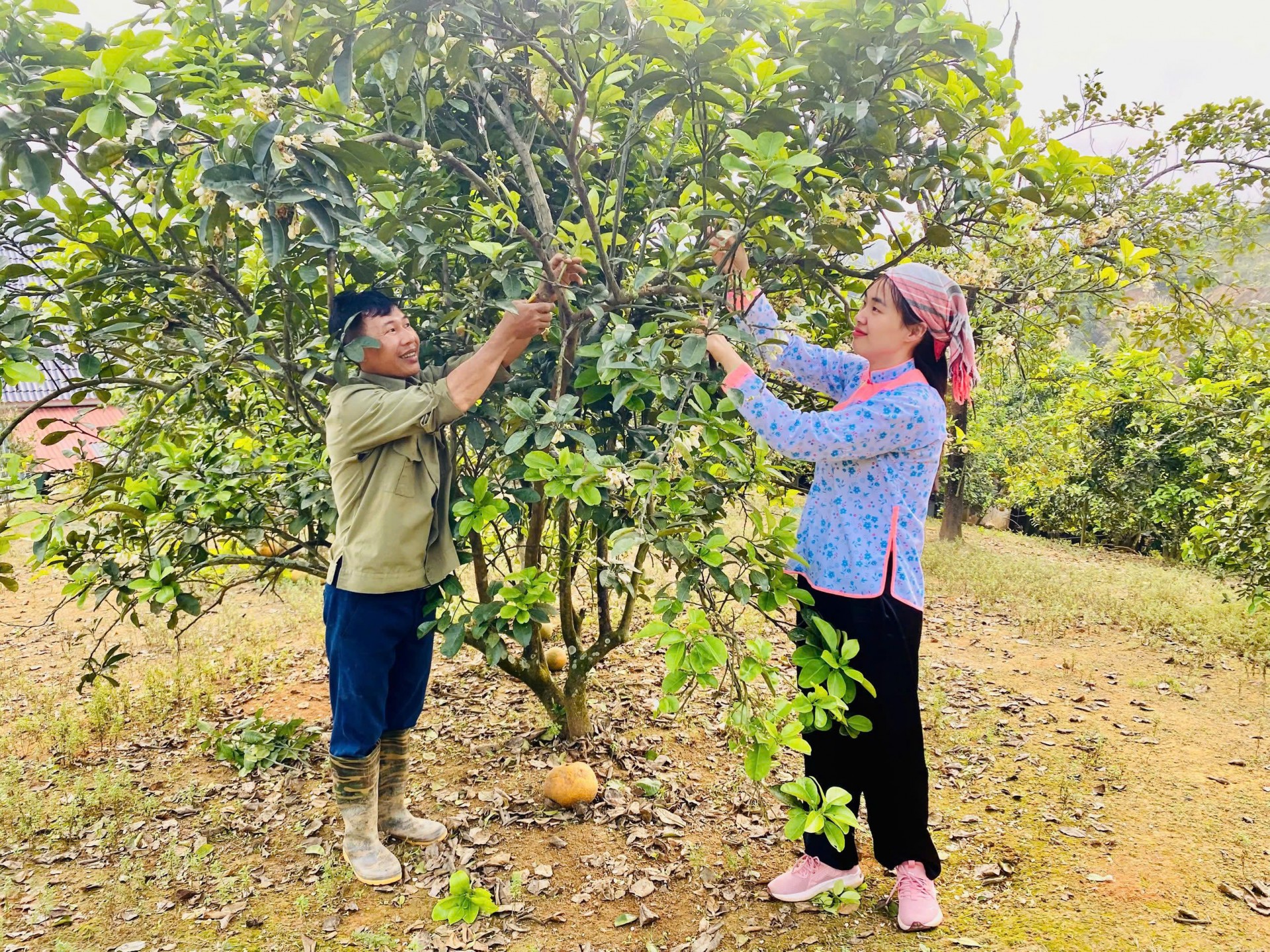Bưởi Múc Lào Cai chuẩn hóa quy trình, nâng tầm OCOP Bưởi Múc Lào Cai chuẩn hóa quy trình, nâng tầm OCOP
