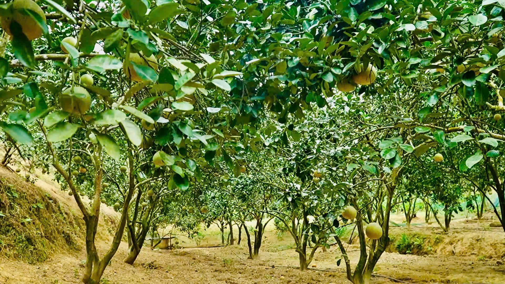 Bưởi Múc Lào Cai chuẩn hóa quy trình, nâng tầm OCOP Bưởi Múc Lào Cai chuẩn hóa quy trình, nâng tầm OCOP