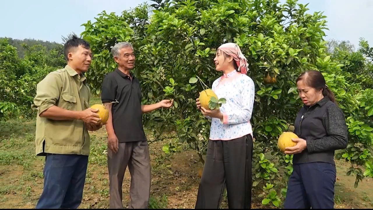 Bưởi Múc Lào Cai chuẩn hóa quy trình, nâng tầm OCOP Bưởi Múc Lào Cai chuẩn hóa quy trình, nâng tầm OCOP