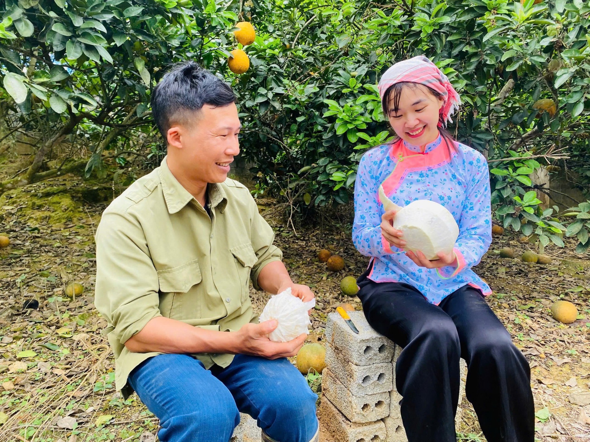 Bưởi Múc Lào Cai chuẩn hóa quy trình, nâng tầm OCOP Bưởi Múc Lào Cai chuẩn hóa quy trình, nâng tầm OCOP