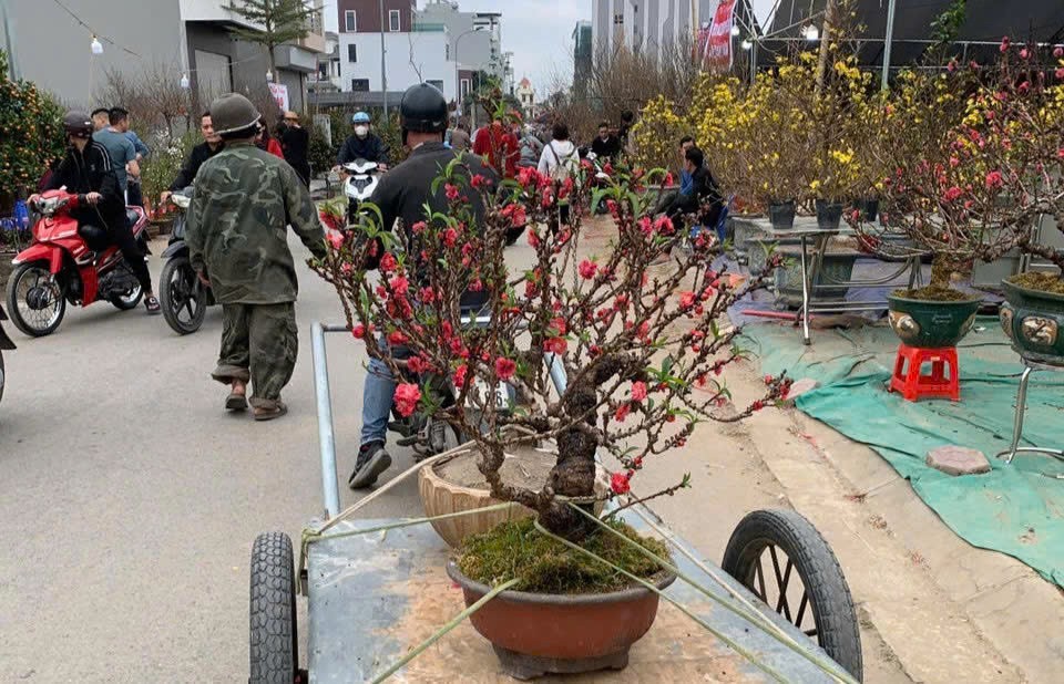 Đào thất thốn “đổi đời” Lóng Phiêng Đào thất thốn “đổi đời” Lóng Phiêng