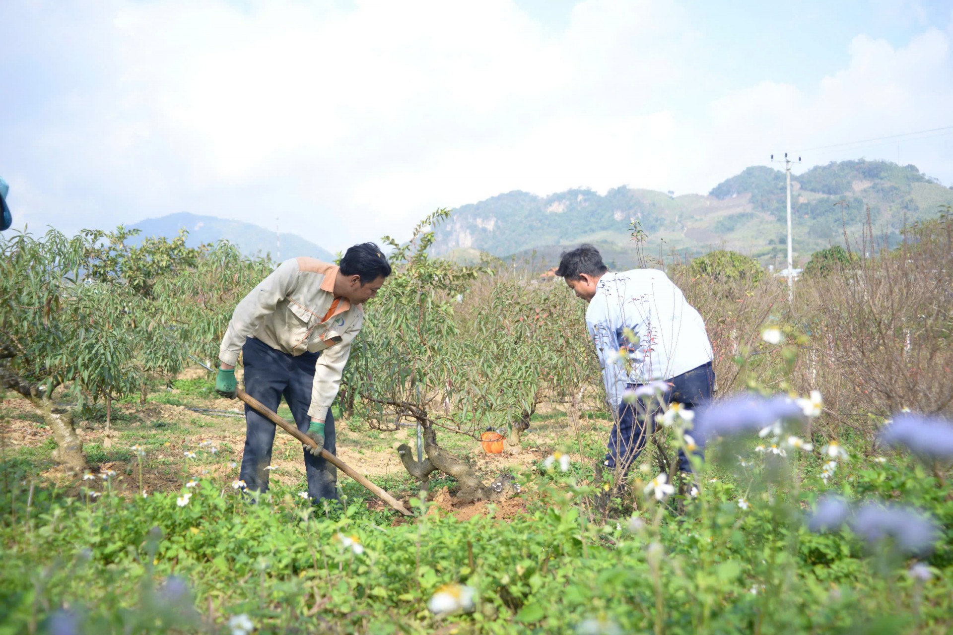 Đào thất thốn “đổi đời” Lóng Phiêng Đào thất thốn “đổi đời” Lóng Phiêng