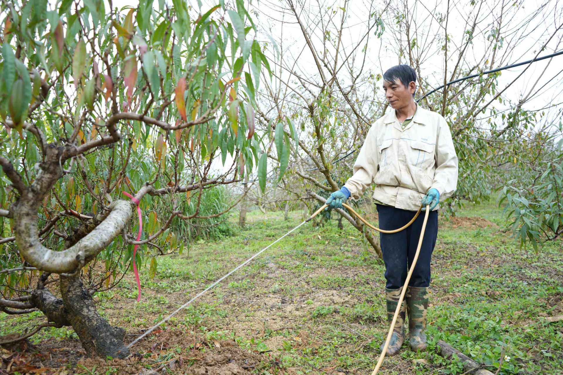 Đào thất thốn “đổi đời” Lóng Phiêng Đào thất thốn “đổi đời” Lóng Phiêng