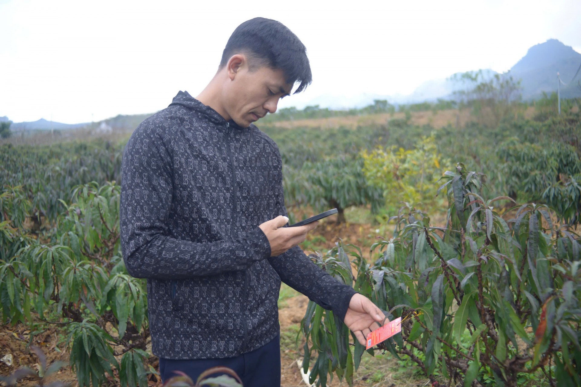 Đào thất thốn “đổi đời” Lóng Phiêng Đào thất thốn “đổi đời” Lóng Phiêng