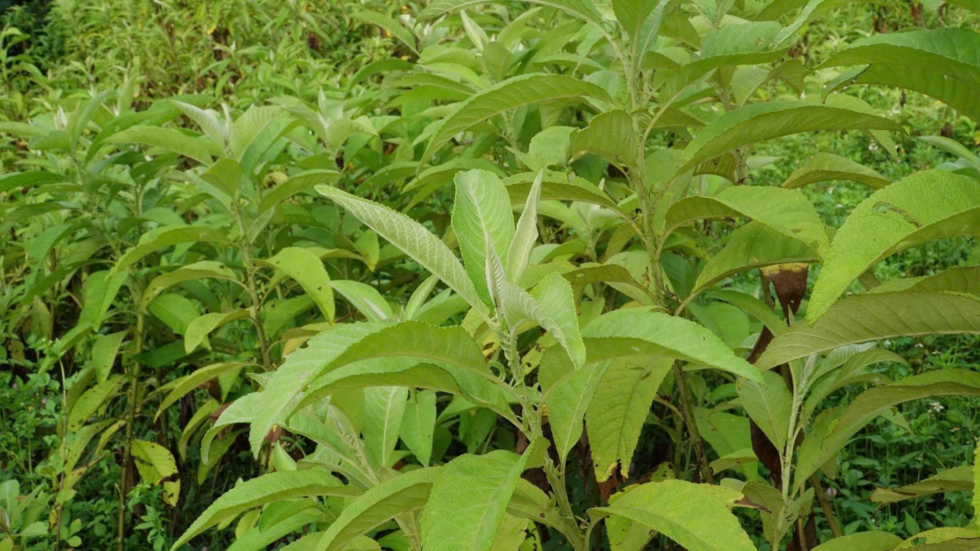 Hồn núi Lào Cai vượt đại ngàn, vươn ra thế giới Hồn núi Lào Cai vượt đại ngàn, vươn ra thế giới