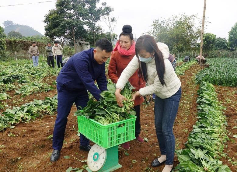 Công nghệ cao: Cuộc đại chuyển mình của nông nghiệp Sơn La