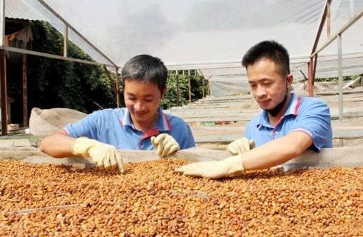 Công nghệ cao: Cuộc đại chuyển mình của nông nghiệp Sơn La