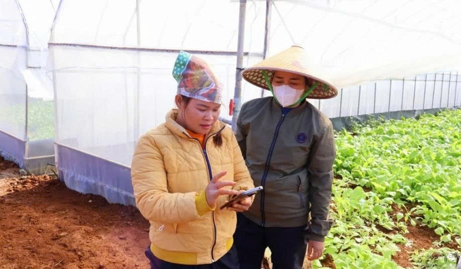 Máy bay không người lái, livestream và giấc mơ của nông dân Phú Thọ