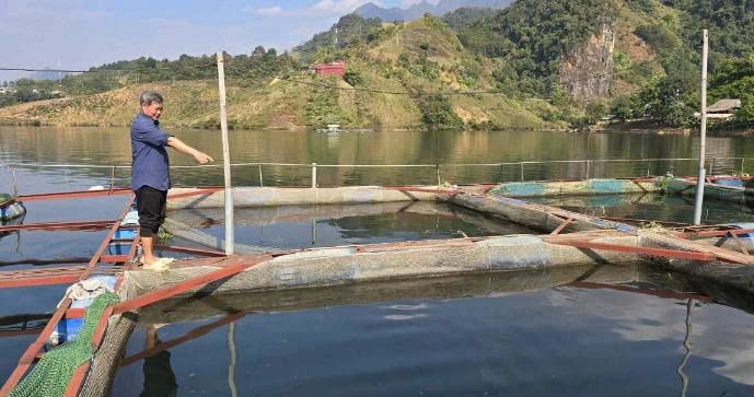 Cá lồng sông Đà - Hành trình chinh phục OCOP của nông dân Chiềng Lao