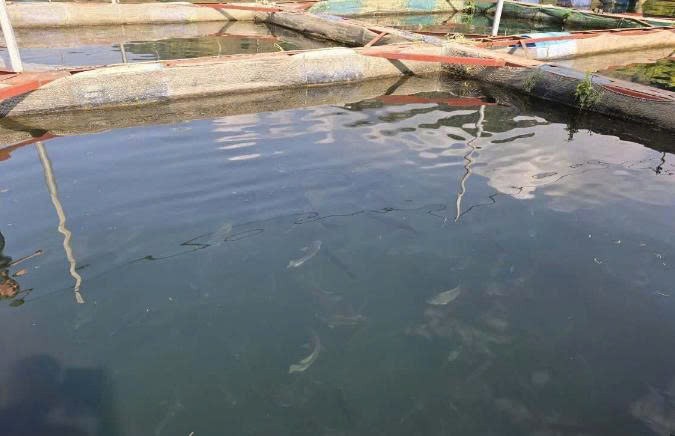 Cá lồng sông Đà - Hành trình chinh phục OCOP của nông dân Chiềng Lao