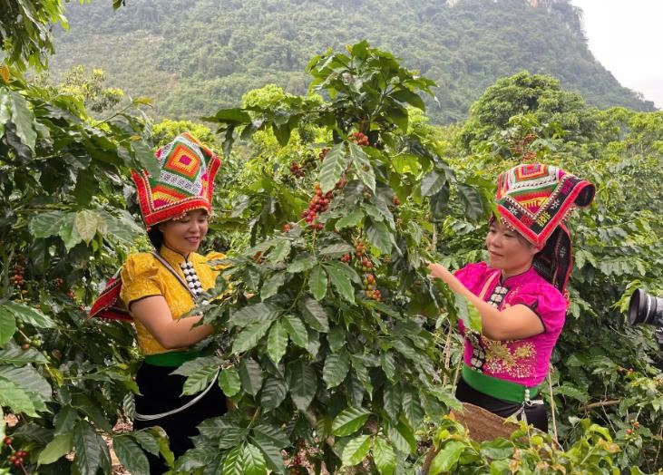 “Vàng đen” trên đất Muổi Nọi