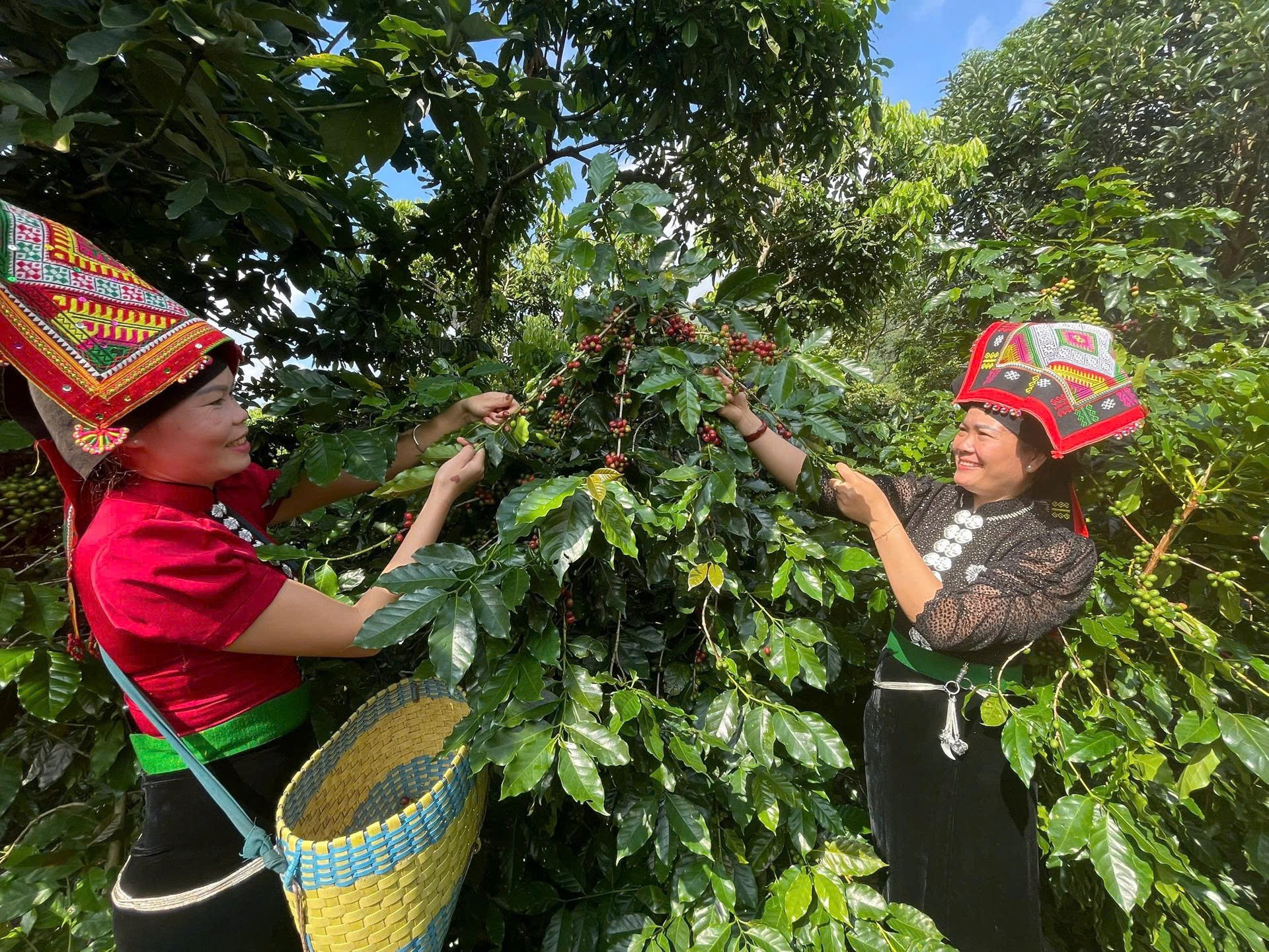 “Vàng đen” trên đất Muổi Nọi