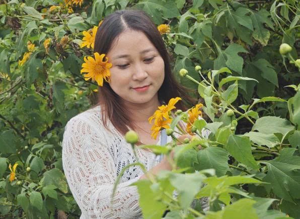Hoa dã quỳ Điện Biên: Tiềm năng OCOP từ mỏ vàng chưa được khai phá