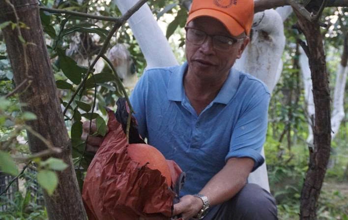 Bưởi Luận Văn: Sản vật tiến vua “hồi sinh” thành sản phẩm OCOP 4 sao Bưởi Luận Văn: Sản vật tiến vua “hồi sinh” thành sản phẩm OCOP 4 sao