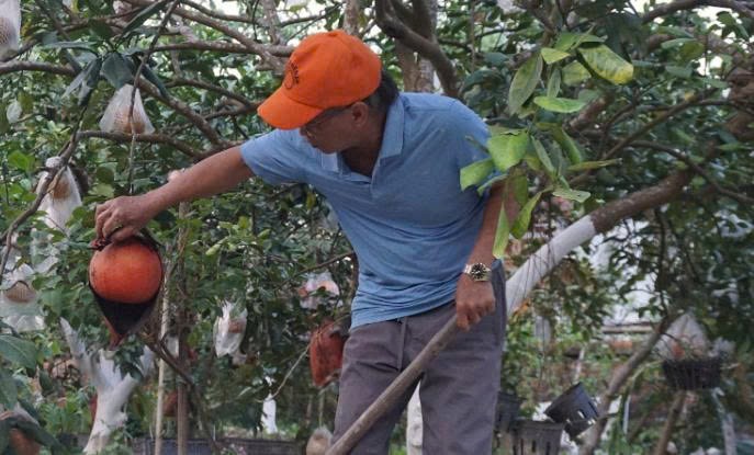 Bưởi Luận Văn: Sản vật tiến vua “hồi sinh” thành sản phẩm OCOP 4 sao Bưởi Luận Văn: Sản vật tiến vua “hồi sinh” thành sản phẩm OCOP 4 sao
