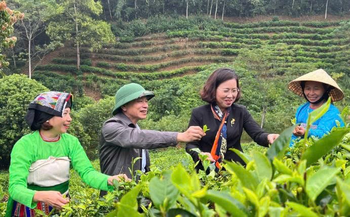 Bỏ phố lên rừng, dựng thương hiệu chè Bình Sơn Bỏ phố lên rừng, dựng thương hiệu chè Bình Sơn
