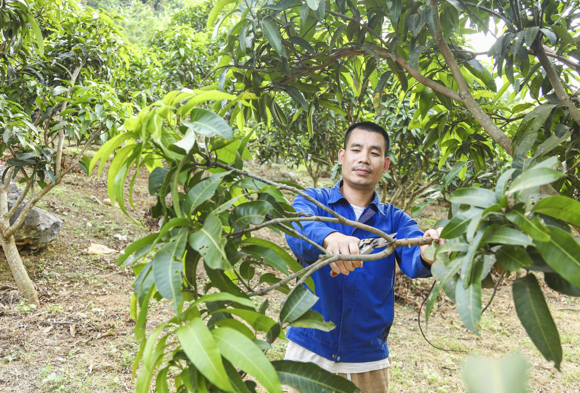 Khi cây ăn quả trở thành sức bật ở xã vùng cao Pú Nhung