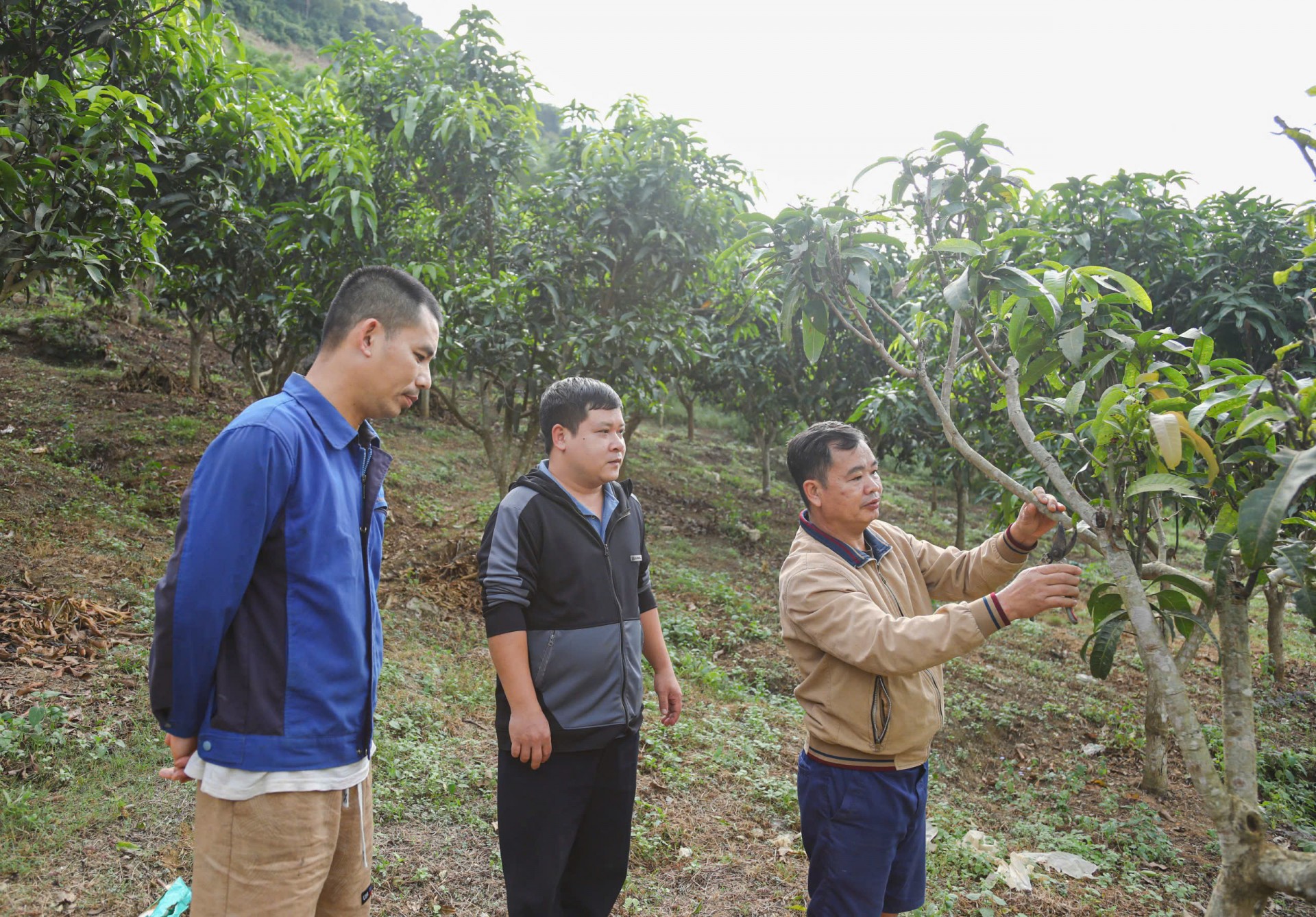Khi cây ăn quả trở thành sức bật ở xã vùng cao Pú Nhung