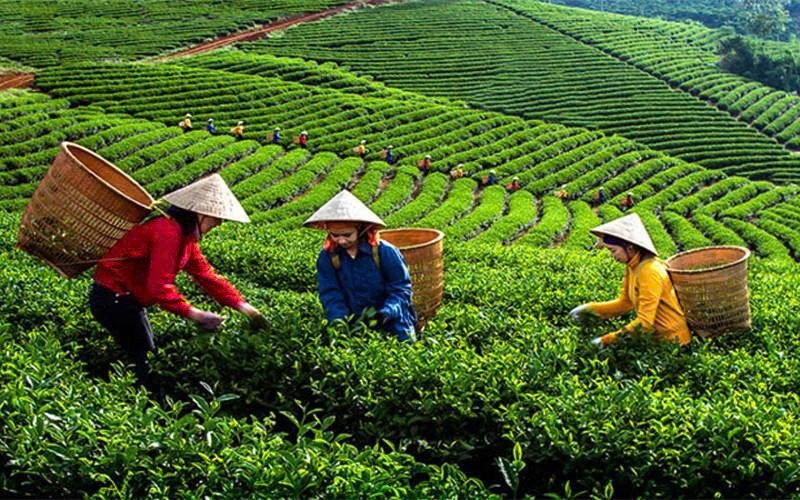 Chén trà phóng khoáng của người Việt