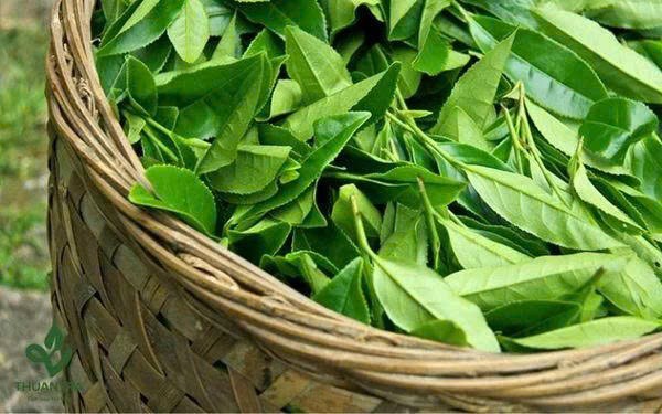 Trà hay Chè? Hành trình nghìn năm của một chiếc lá và hai cách gọi tên Trà hay Chè? Hành trình nghìn năm của một chiếc lá và hai cách gọi tên