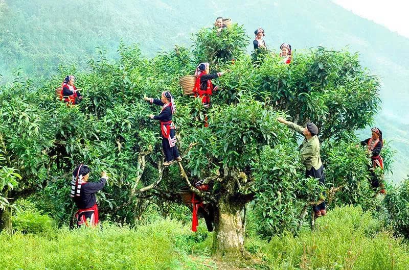 Trà hay Chè? Hành trình nghìn năm của một chiếc lá và hai cách gọi tên Trà hay Chè? Hành trình nghìn năm của một chiếc lá và hai cách gọi tên