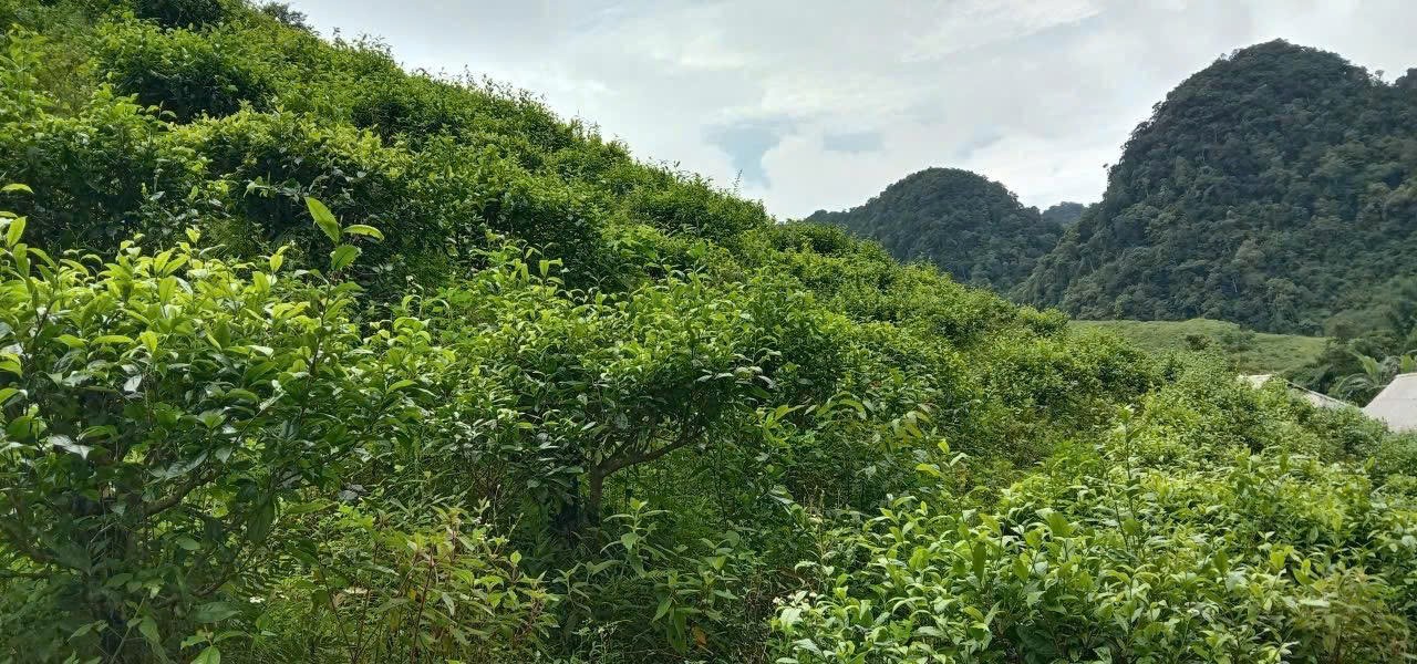 Chè Shan Tuyết Ngổ Luông - tinh hoa OCOP ở “thung lũng trường thọ” Chè Shan Tuyết Ngổ Luông - tinh hoa OCOP ở “thung lũng trường thọ”