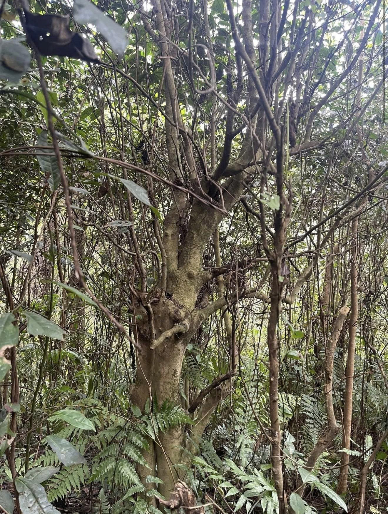 Chè Shan Tuyết Ngổ Luông - tinh hoa OCOP ở “thung lũng trường thọ” Chè Shan Tuyết Ngổ Luông - tinh hoa OCOP ở “thung lũng trường thọ”