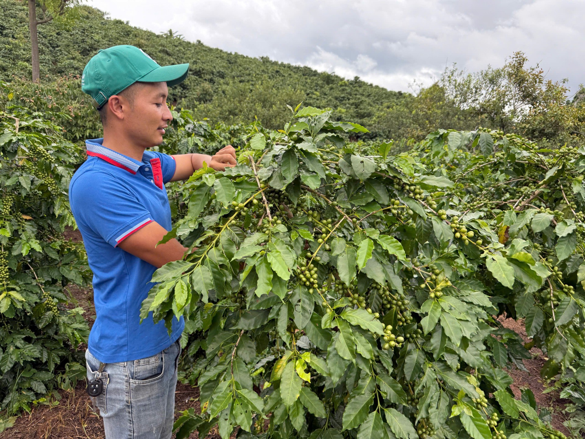 Arabica Sơn La: Xây thương hiệu cà phê từ chuỗi giá trị xanh Arabica Sơn La: Xây thương hiệu cà phê từ chuỗi giá trị xanh