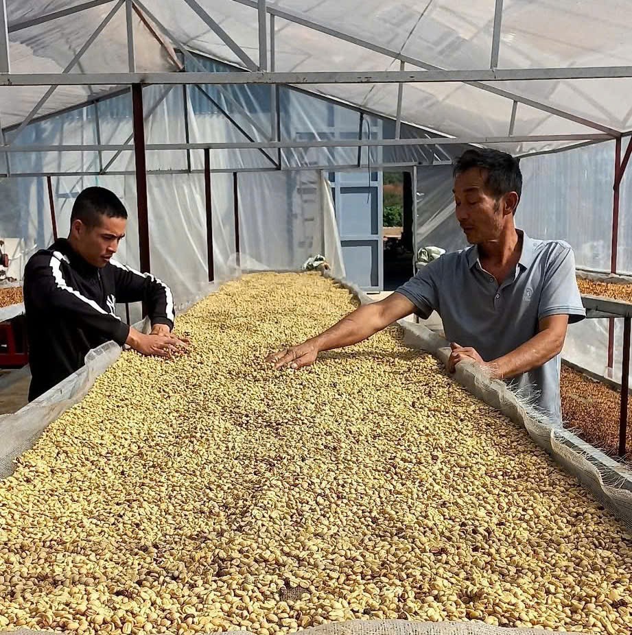 Arabica Sơn La: Xây thương hiệu cà phê từ chuỗi giá trị xanh Arabica Sơn La: Xây thương hiệu cà phê từ chuỗi giá trị xanh