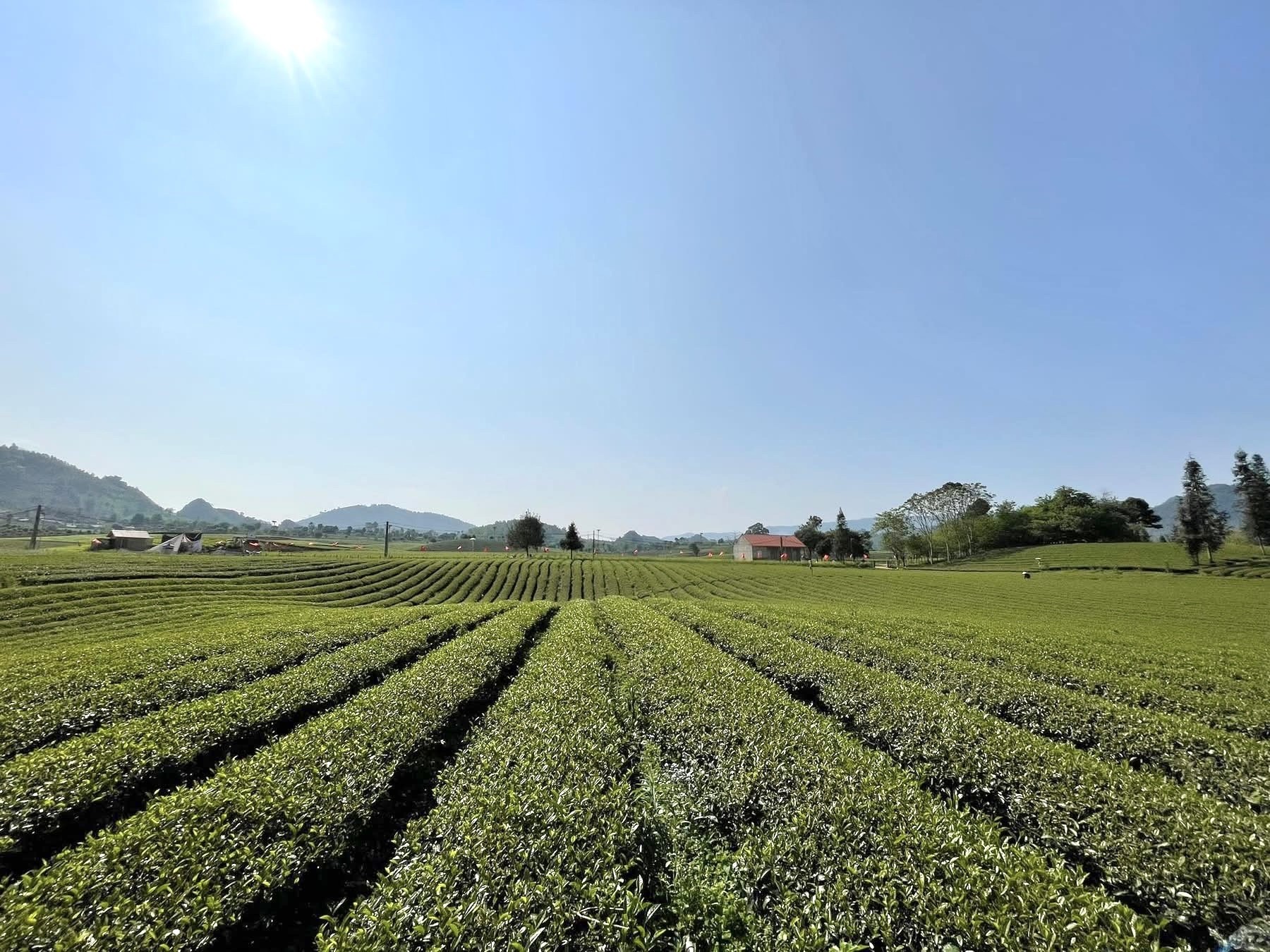Những “đầu tàu” trên hành trình phát triển nông thôn khu vực Thuận Châu (Sơn La) Những “đầu tàu” trên hành trình phát triển nông thôn khu vực Thuận Châu (Sơn La)