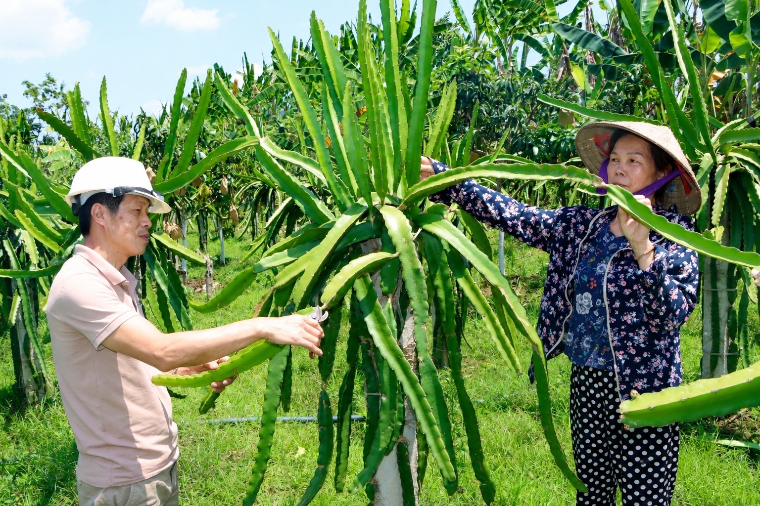 Những “đầu tàu” trên hành trình phát triển nông thôn khu vực Thuận Châu (Sơn La) Những “đầu tàu” trên hành trình phát triển nông thôn khu vực Thuận Châu (Sơn La)