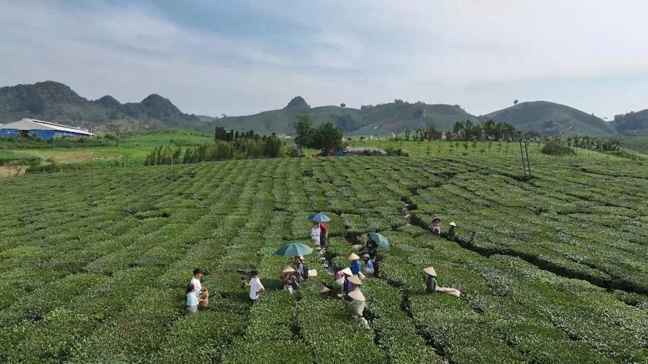 Những “đầu tàu” trên hành trình phát triển nông thôn khu vực Thuận Châu (Sơn La) Những “đầu tàu” trên hành trình phát triển nông thôn khu vực Thuận Châu (Sơn La)
