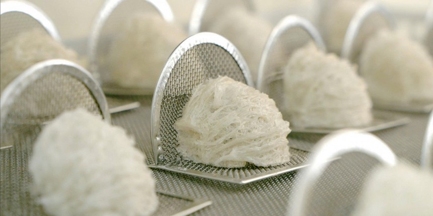 Vùng Tây Nguyên nói chung, đặc biệt Gia Lai nói riêng sở hữu môi trường sống lý tưởng giúp chim yến phát triển, tổ yến thu hoạch đạt độ già, dày, hàm lượng vi chất cao Vùng Tây Nguyên nói chung, đặc biệt Gia Lai nói riêng sở hữu môi trường sống lý tưởng giúp chim yến phát triển, tổ yến thu hoạch đạt độ già, dày, hàm lượng vi chất cao