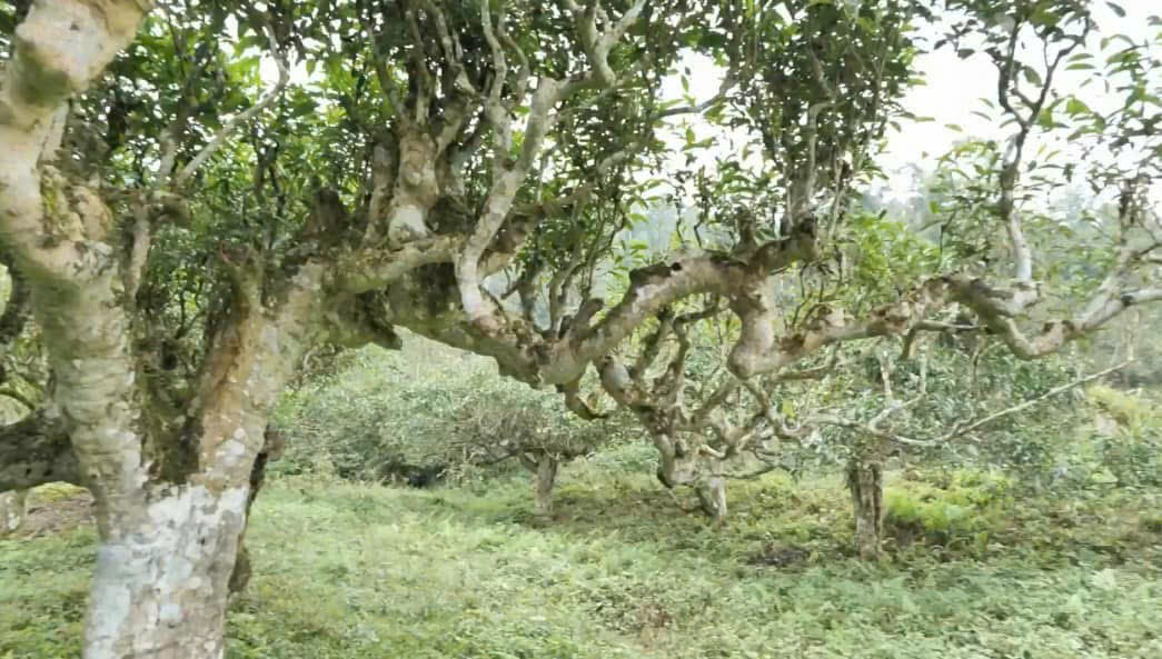 Hương trà từ miền mây trắng
