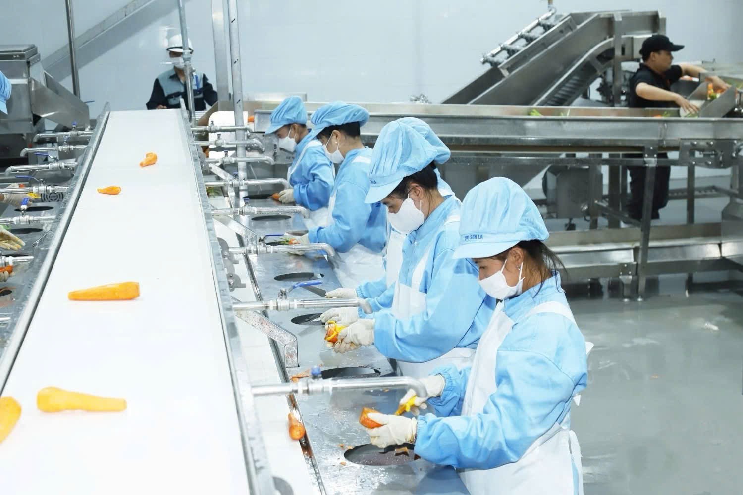 Đánh thức “mỏ vàng xanh” trên đất dốc Sơn La