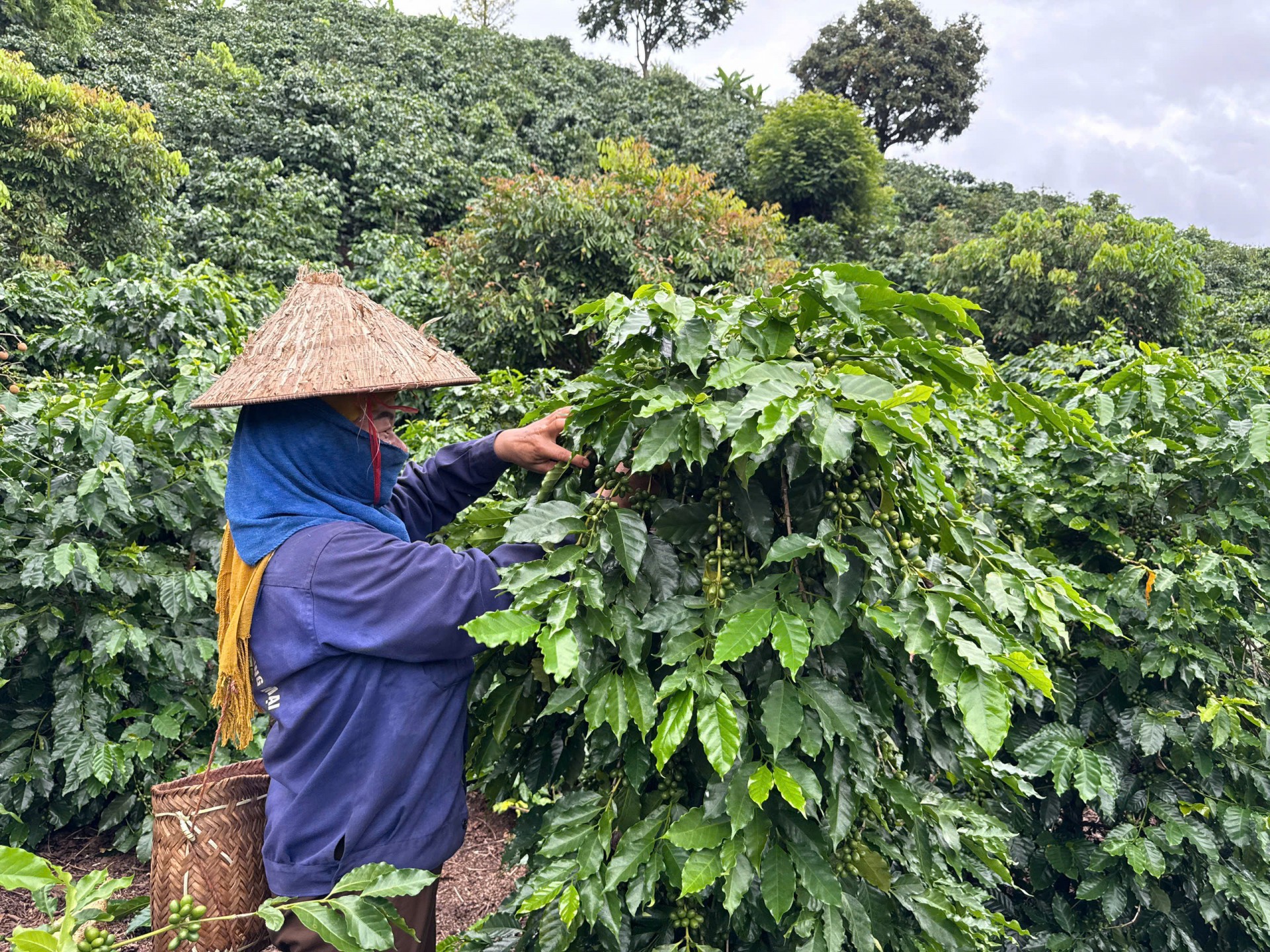 Đánh thức “mỏ vàng xanh” trên đất dốc Sơn La