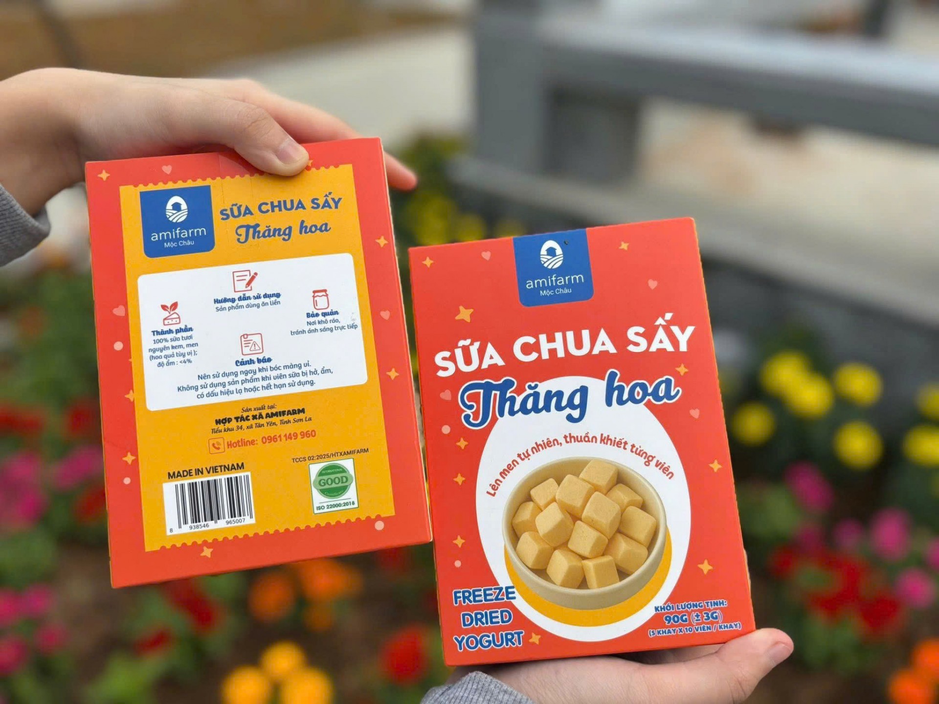 Vị ngọt trên thảo nguyên Mộc Châu Vị ngọt trên thảo nguyên Mộc Châu