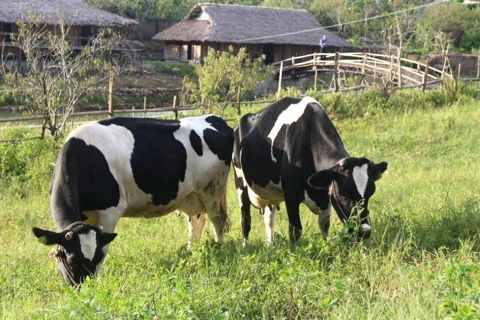 Vị ngọt trên thảo nguyên Mộc Châu Vị ngọt trên thảo nguyên Mộc Châu